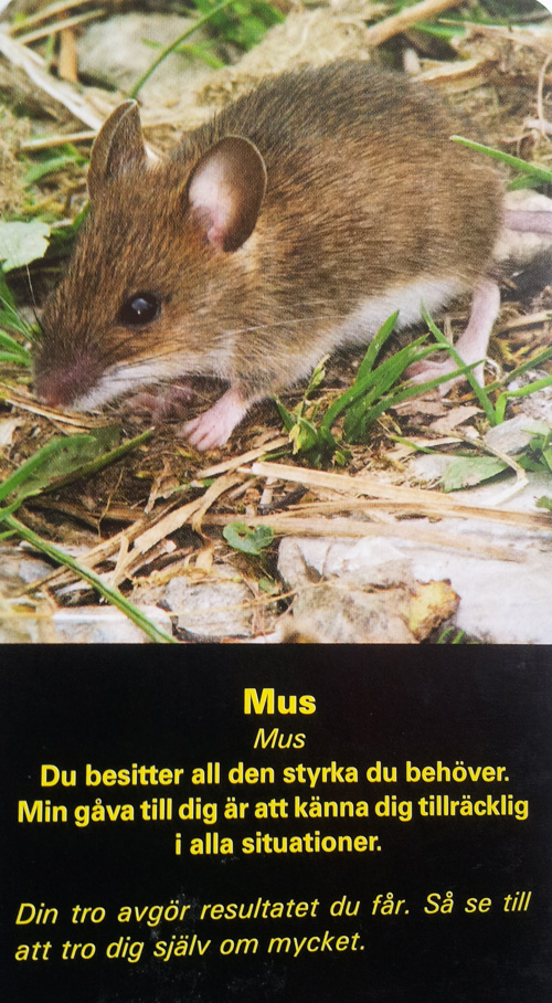 mus_web